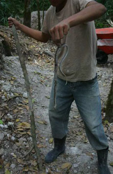snakes